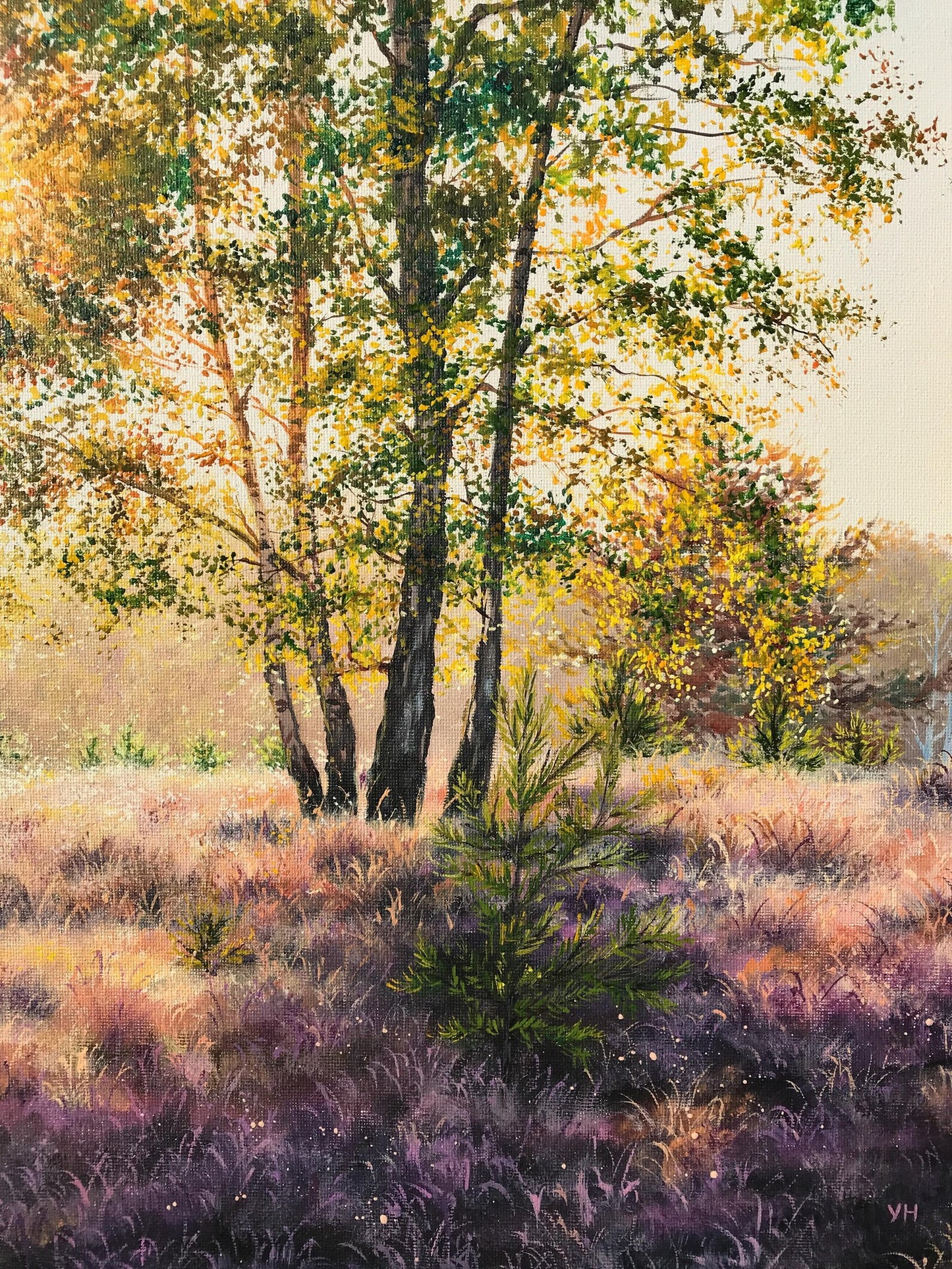 "Lüneburger Heide forrest"