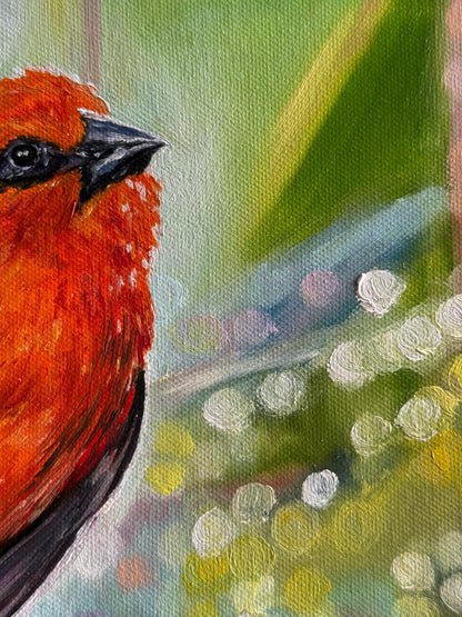 “Red Fody” oil painting
