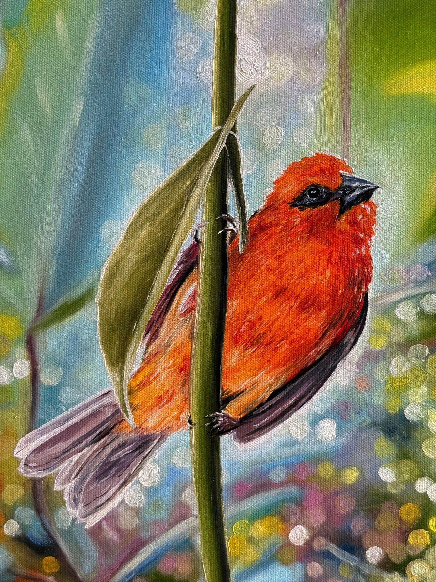 “Red Fody” oil painting