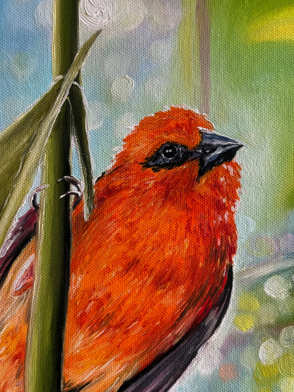 “Red Fody” oil painting
