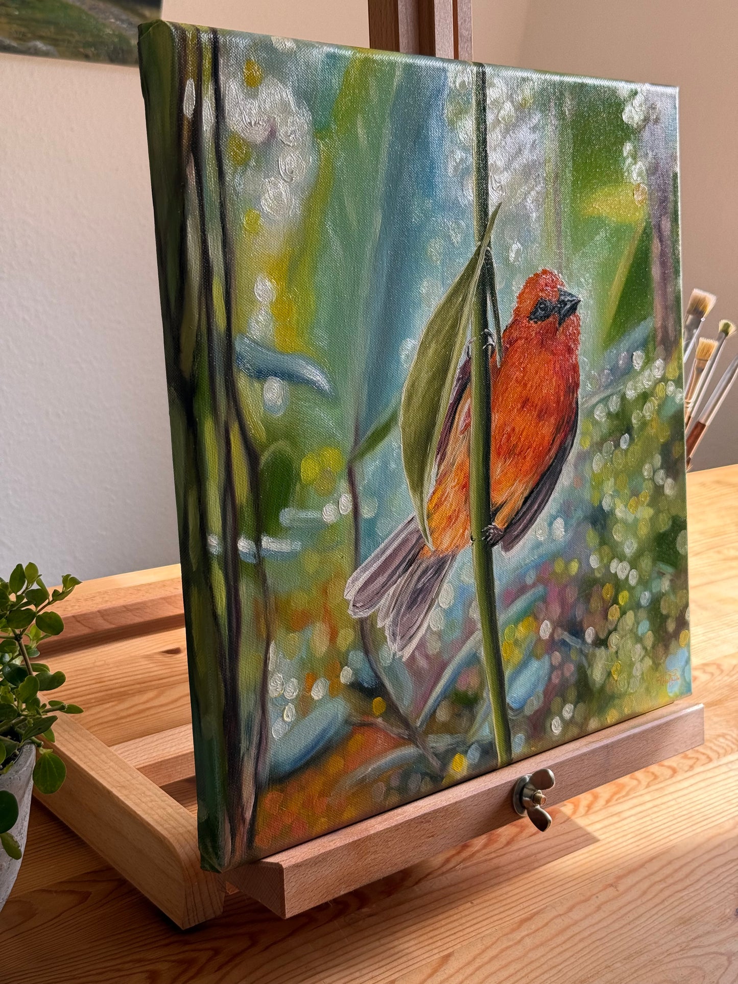 “Red Fody” oil painting