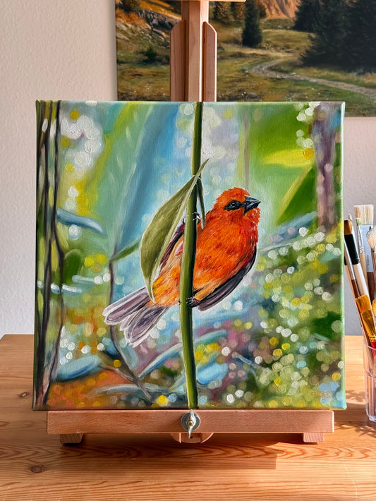 “Red Fody” oil painting