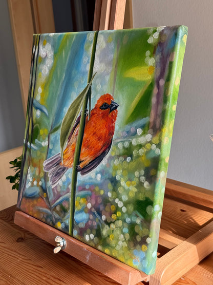 “Red Fody” oil painting