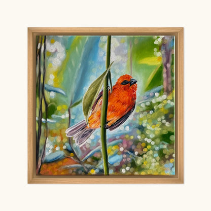“Red Fody” oil painting