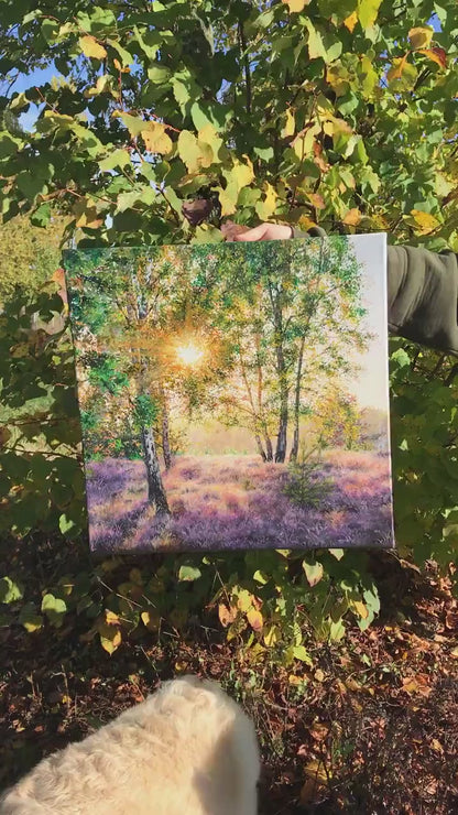 "Lüneburger Heide forrest"